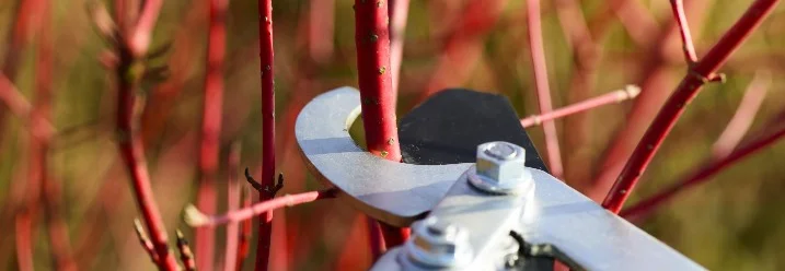 Gartenschere schneidet roten Zweig